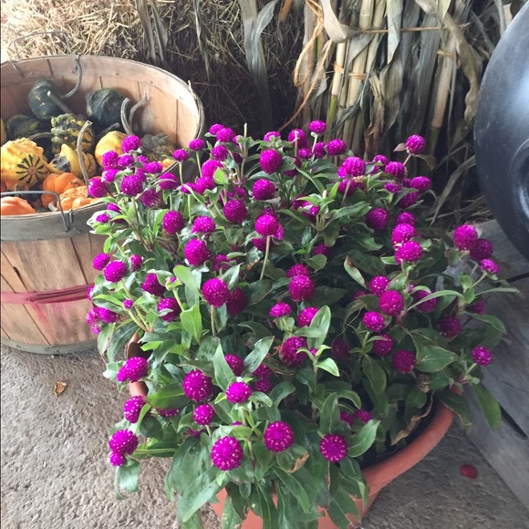 Meet your Posher, Shannon - Picture 1 of 1